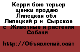 Керри бою терьер щенки продаю - Липецкая обл., Липецкий р-н, Сырское с. Животные и растения » Собаки   